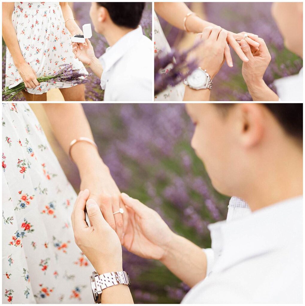 marriage proposal in lavender of provence