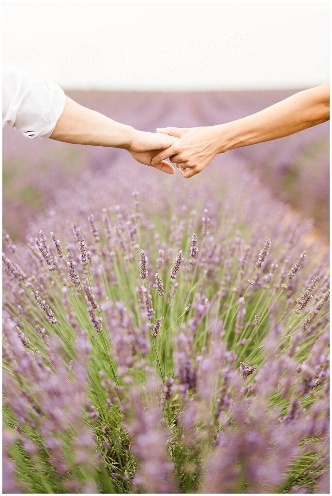 prewedding in lavender of provence